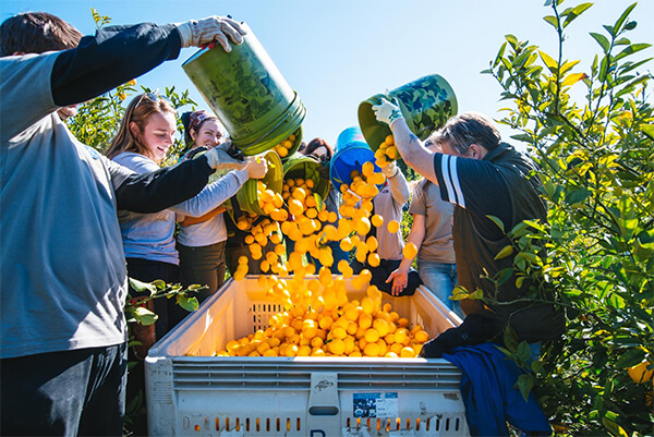 Group of smiling people pouring fresh lemons into a container in a lemon tree field